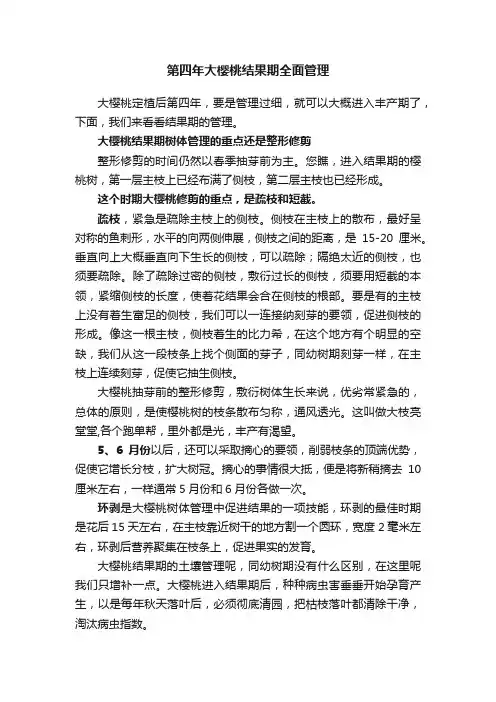 第四年大樱桃结果期全面管理