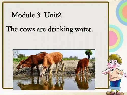 六年级下册英语教学课件Module 3 Unit 2 The cows are drinking water. 2 外研社(三起)