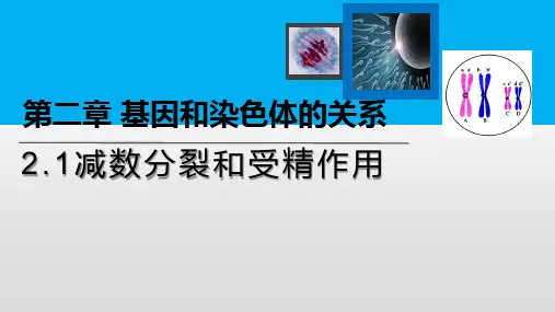 《减数分裂和受精作用》人教版高中生物ppt课件1