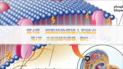 人教版高中生物学必修1精品课件 第4章 细胞的物质输入和输出 第2节 主动运输与胞吞、胞吐 (2)