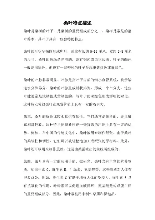 桑叶特点描述