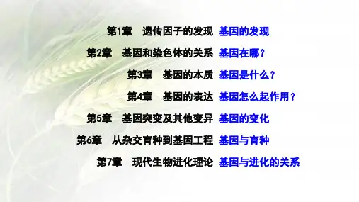 基因分离定律课件高考一轮复习生物