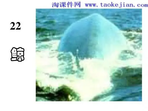 《鲸2》PPT课件_(2)_-_