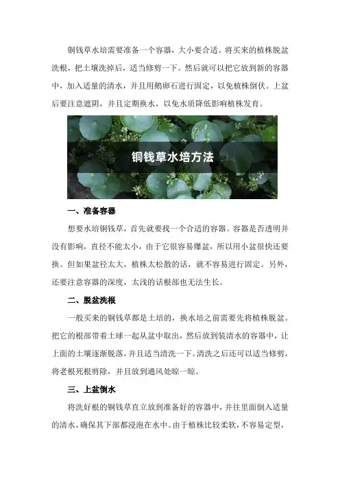 铜钱草水培方法,铜钱草水培怎么固定根