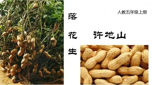 2019秋部编版五年级语文上册2 落花生 公开课ppt课件