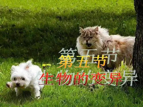 新人教版八年级生物第五节《生物的变异》课件