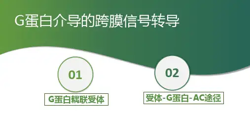 细胞的基本功能—细胞的跨膜信号转导功能(正常人体机能课件)
