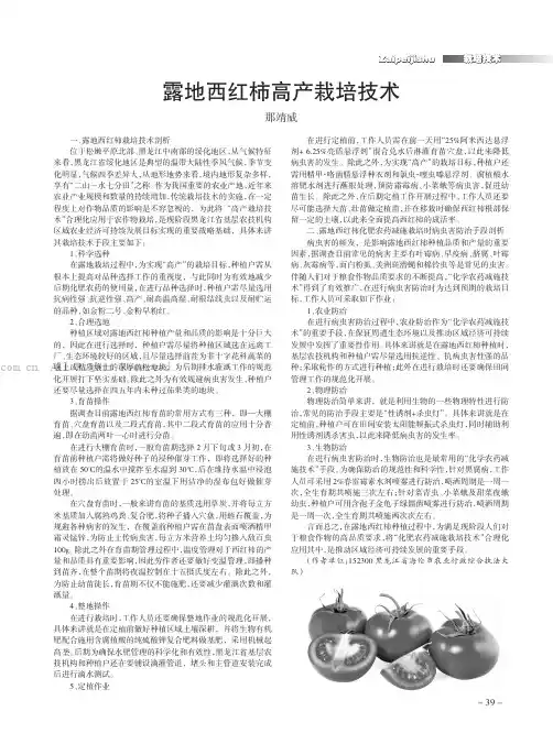 露地西红柿高产栽培技术