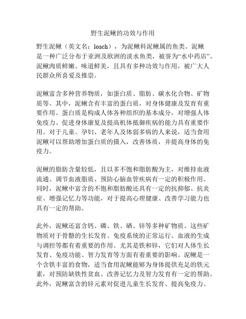 野生泥鳅的功效与作用