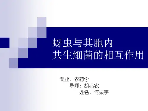 蚜虫与其胞内共生细菌的相互作用