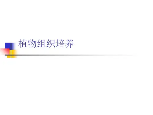植物组织培养(PPT)