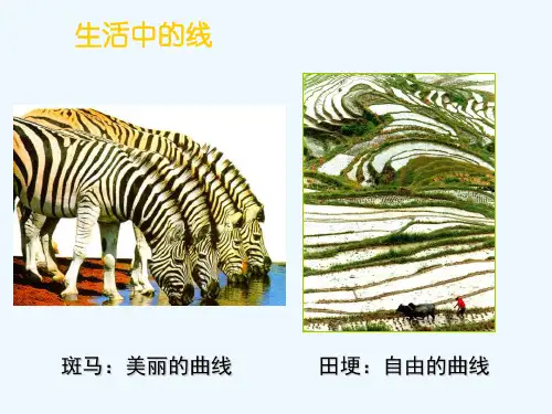 线条的魅力课件ppt