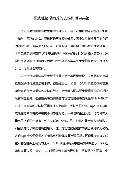 模式植物拟南芥的去雄和授粉实验