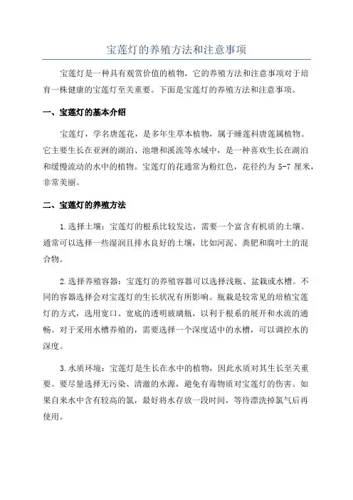宝莲灯的养殖方法和注意事项
