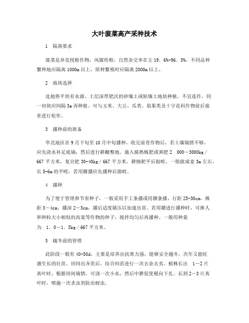大叶菠菜高产采种技术