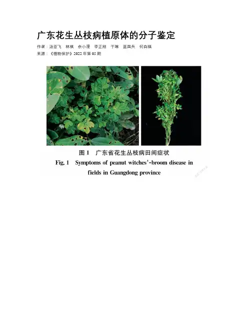 广东花生丛枝病植原体的分子鉴定