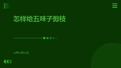 怎样给五味子剪枝