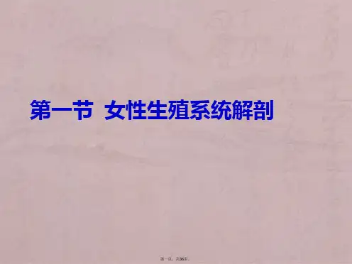 妇产科护理-女性生殖系统解剖与生理