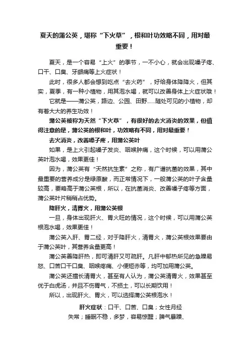 夏天的蒲公英，堪称“下火草”，根和叶功效略不同，用对最重要！