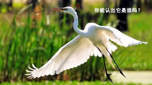 (教学课件)1.《白鹭》 五年级上册语文人教版