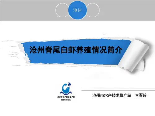 沧州脊尾白虾养殖情况简介