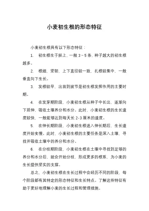 小麦初生根的形态特征
