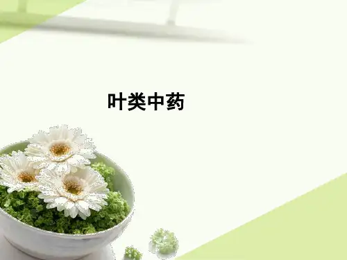 叶类中药鉴定