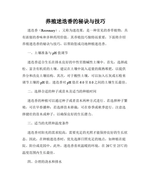 养殖迷迭香的秘诀与技巧