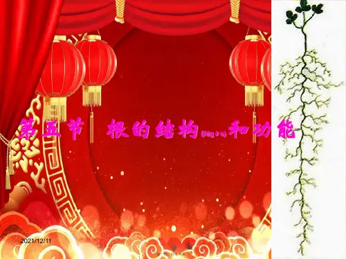 八年级生物上册 4.1.5《根的结构与功能》课件1 