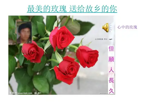 最美的玫瑰 送给故乡的你