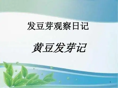 发豆芽观察日记ppt课件