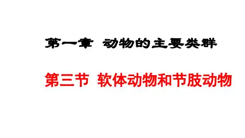 人教版八年级生物上册课件 5.1.3  软体动物和节肢动物