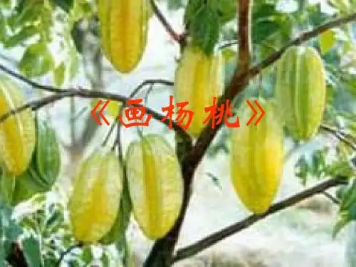 三年级语文画杨桃1(中学课件201908)