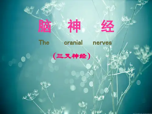 三叉神经.ppt