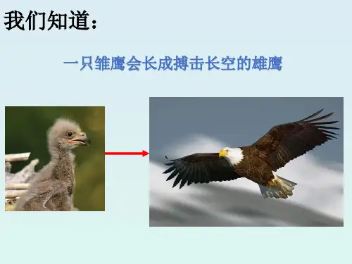 苏教版七年级生物上册《细胞分裂与分化》PPT课件(共35张PPT)