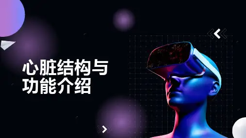 心脏结构与功能介绍