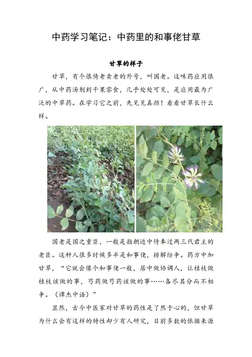 中药学习笔记：中药里的和事佬甘草