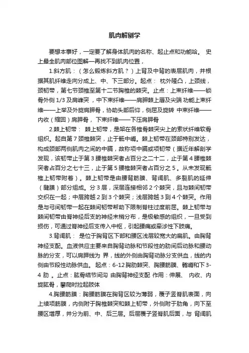 肌肉解刨学