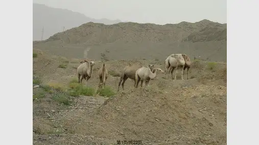 骆驼寻宝记讲解PPT课件