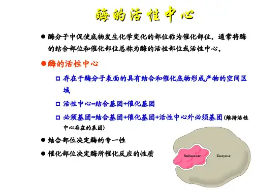 生物化学 酶的作用机制与调节