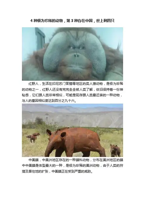 4种极为珍稀的动物，第3种存在中国，世上剩四只