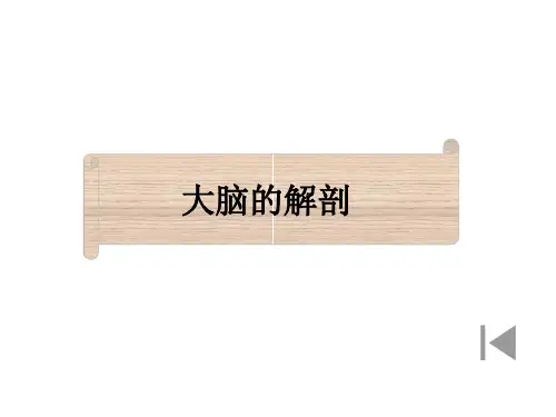 大脑的解剖..