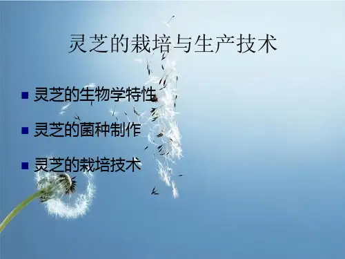 灵芝的栽培与生产