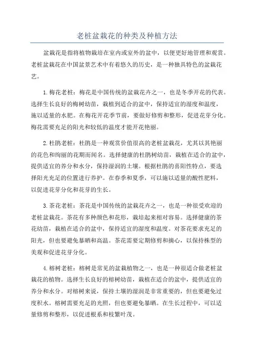老桩盆栽花的种类及种植方法