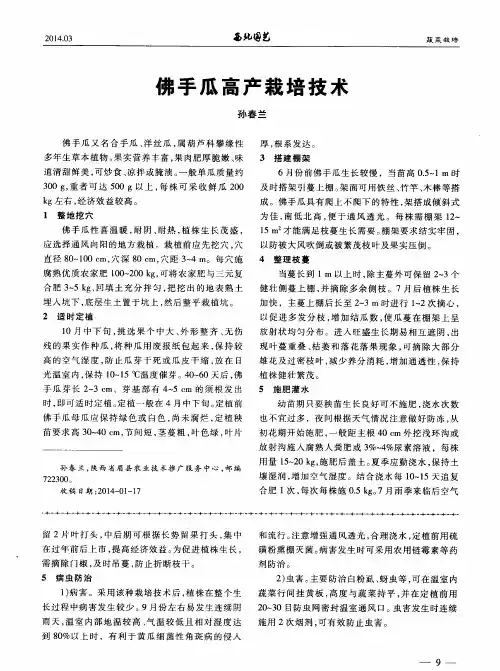 弗手瓜高产栽培技术