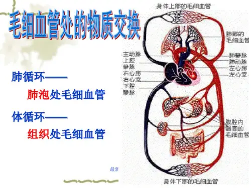七年级下册生物：血液循环ppt课件