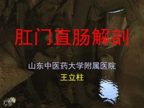 肛肠解剖 王立柱