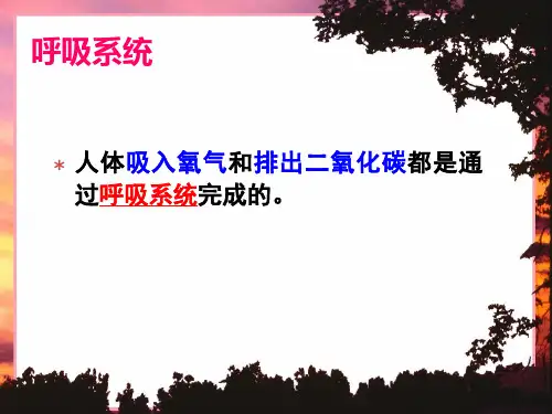 呼吸系统的组成 ppt课件