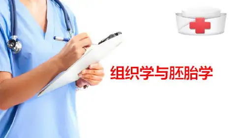 胚胎学概要—胚胎学绪论(组织胚胎学课件)