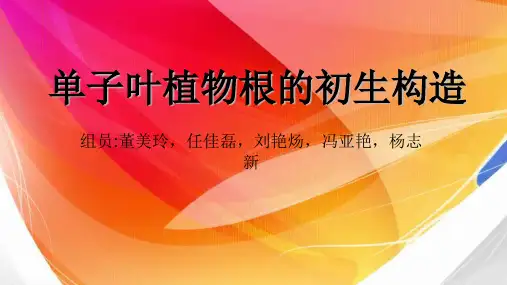 单子叶植物根的初生构造资料讲解